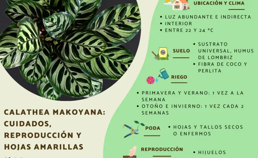 Calathea con hojas amarillas - causas y cómo recuperarla