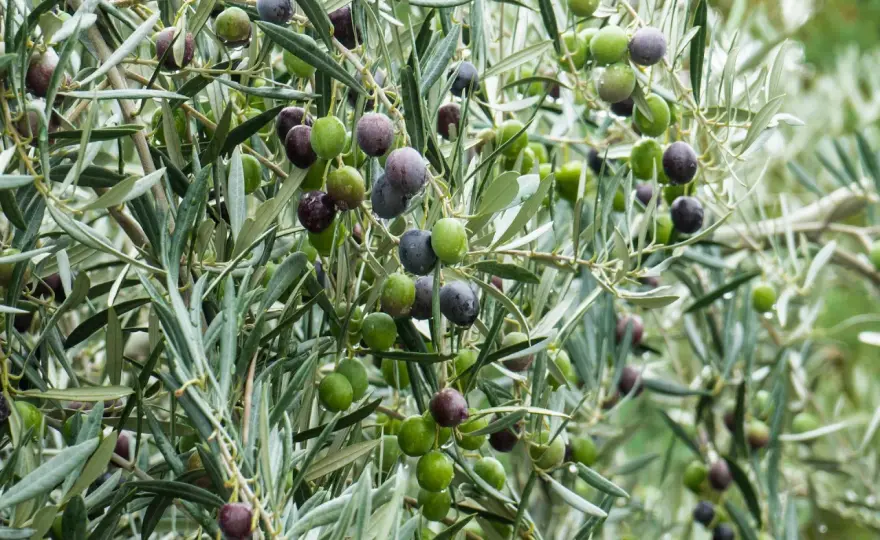Cómo regar árboles frutales sin desperdiciar agua ni cosecha