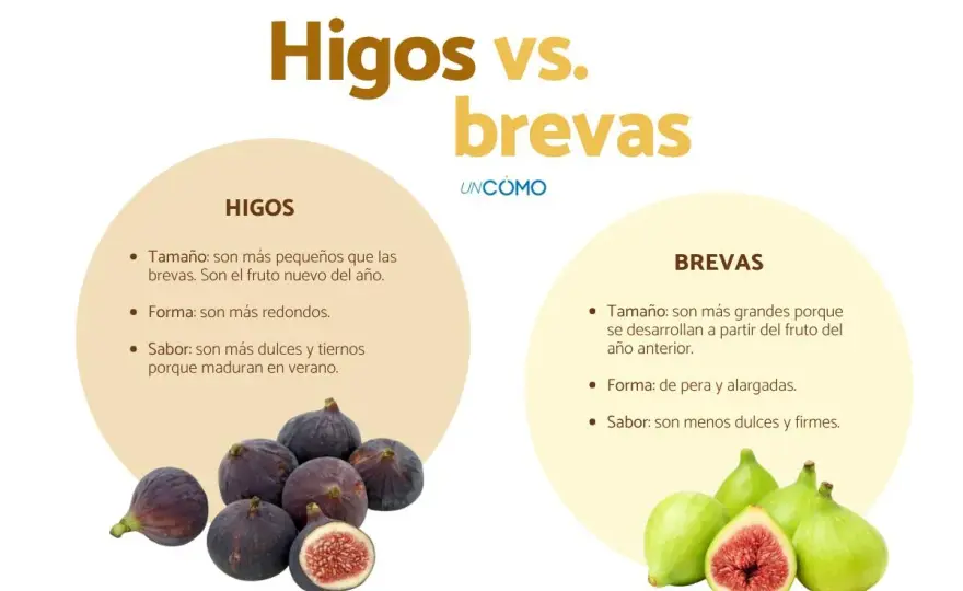 Higos y brevas en la higuera - cómo distinguirlos de verdad
