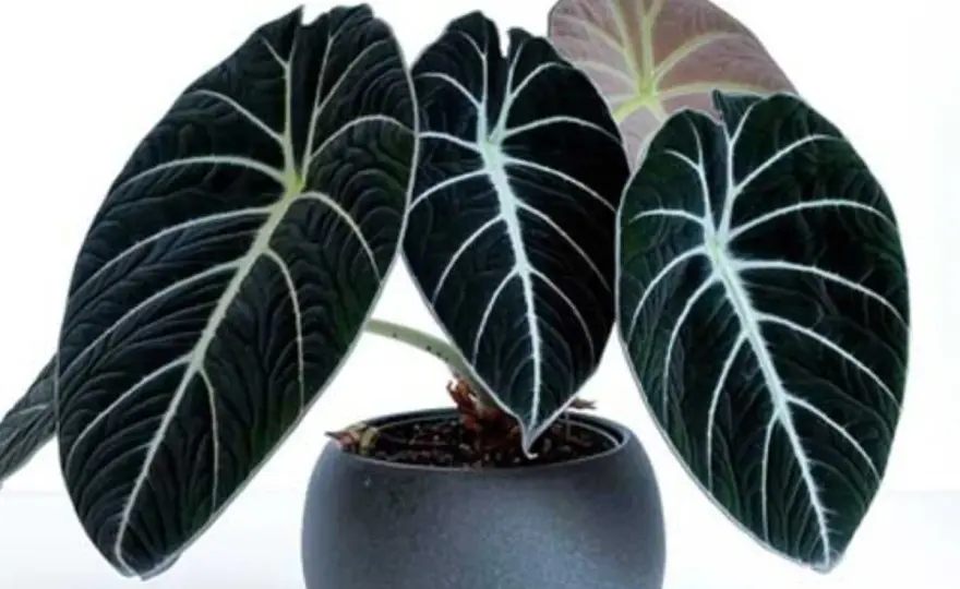 Alocasia wentii en interior y los cuidados que de verdad necesita