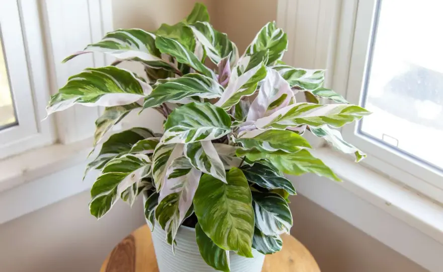 Calathea Fusion White - cómo cuidarla en interior