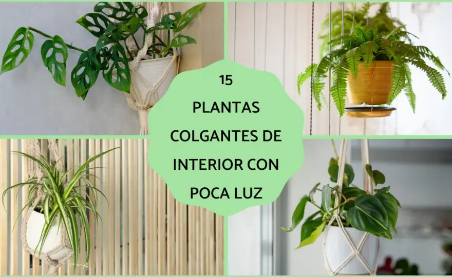Plantas colgantes de interior con poca luz - las que sí funcionan