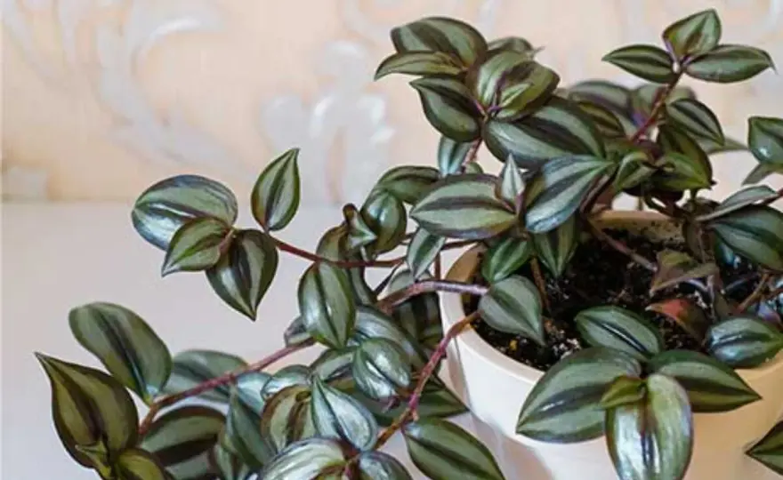 Tradescantia zebrina en exterior - guía para recuperarla sin errores