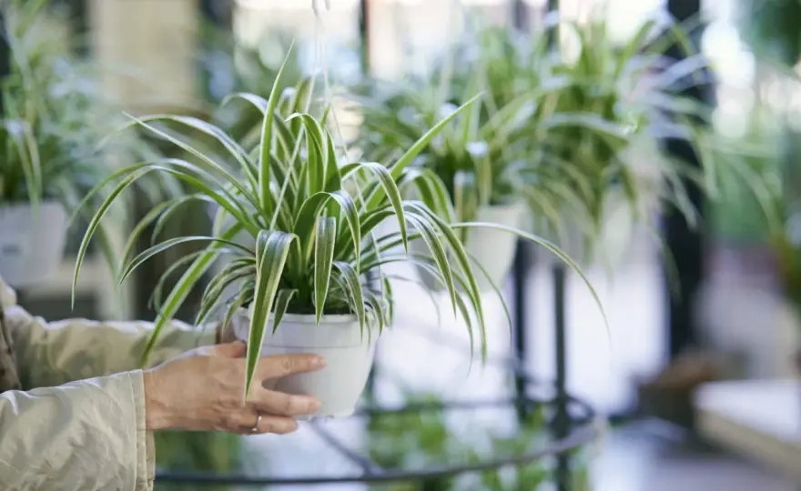 Planta cinta - cuidados, luz y riego para que crezca sana