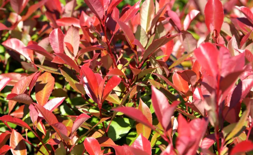 Arbustos de hojas rojas para jardines mediterráneos