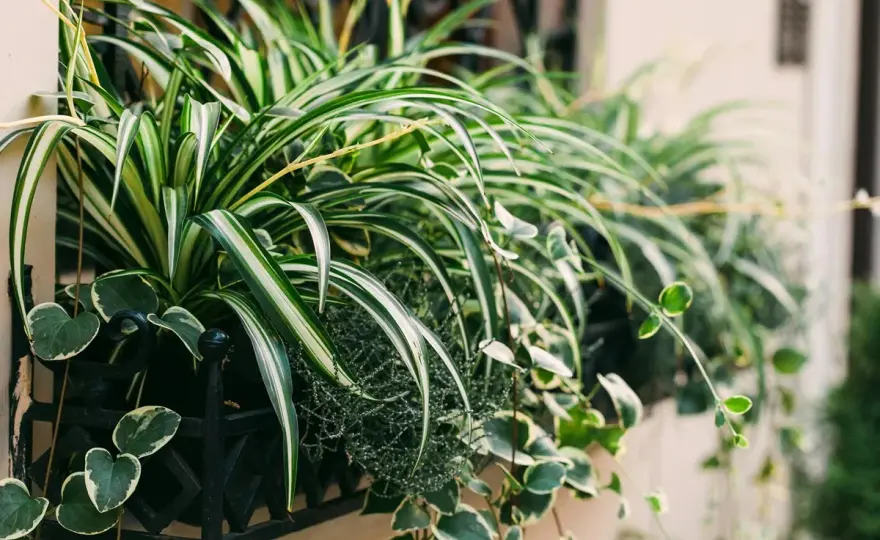 Cintas para plantas de interior - cuál elegir y cómo colocarlas