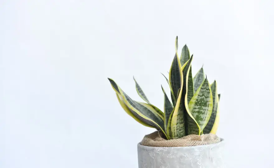 Las mejores sansevierias para casa y cómo elegir la ideal
