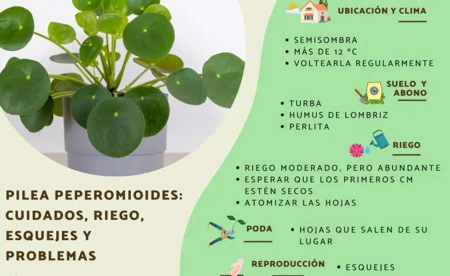 Pilea peperomioides - cuidados clave para que no se estire
