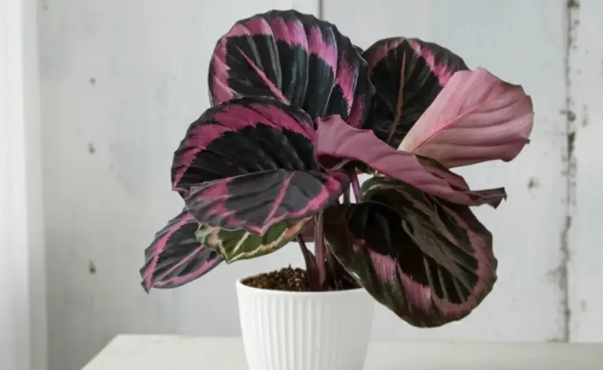 Calathea roseopicta - guía para que mantenga el color