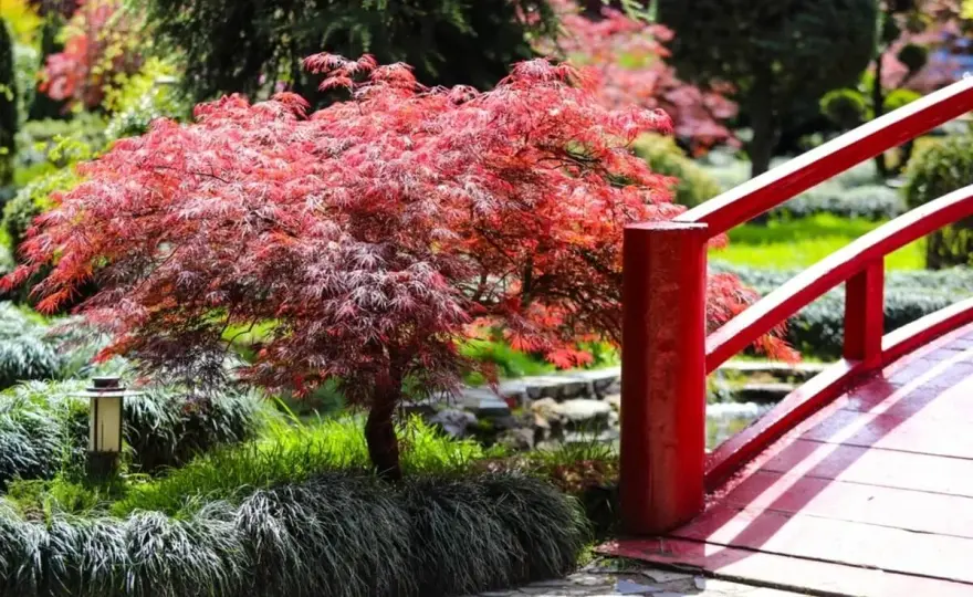 Árboles con flores rojas para elegir bien en un jardín mediterráneo