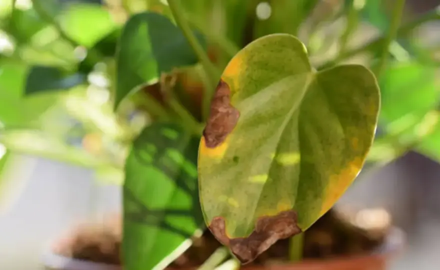 Hojas marrones en la monstera - causas y cómo solucionarlo