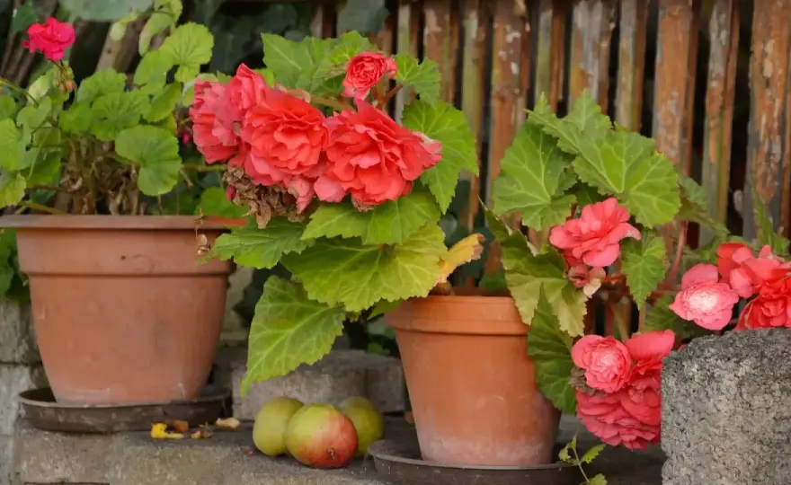 Begonias - cómo reconocerlas y elegir las mejores para exterior