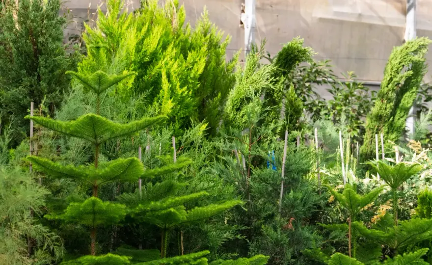 Setos de cerramiento mediterráneos - especies y claves para acertar