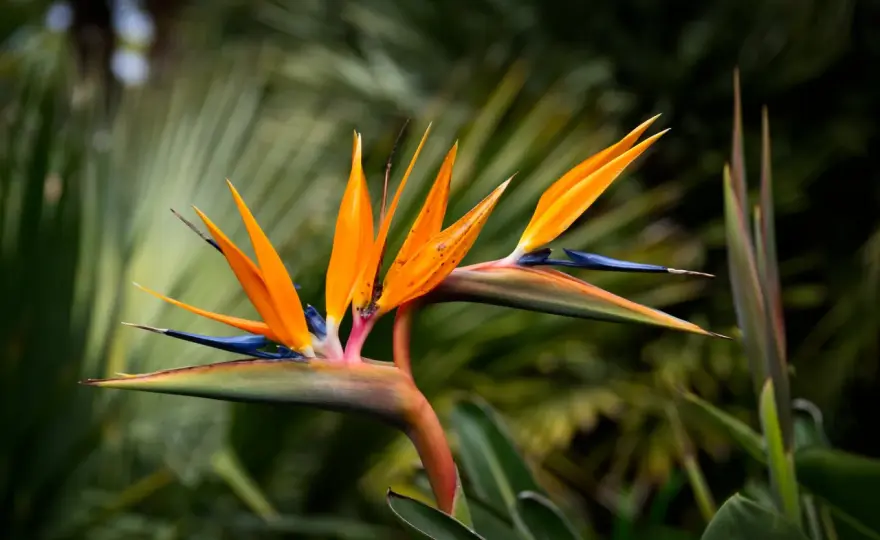 Strelitzia en exterior - claves para que florezca en tu jardín
