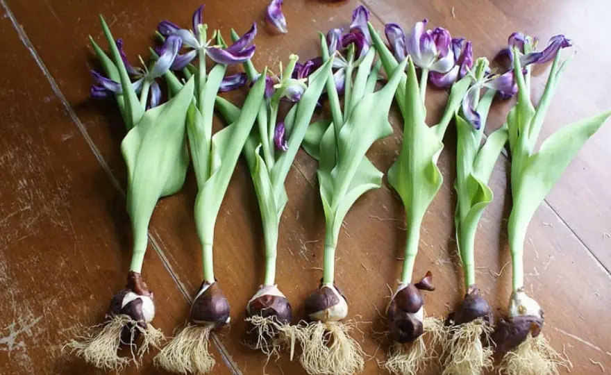 Tulipanes - cuántas flores da un bulbo en realidad?