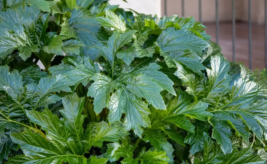 Acanto en maceta - claves para que luzca bien en terraza y patio