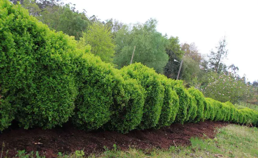 Arbustos para setos y cómo elegir los mejores para tu jardín