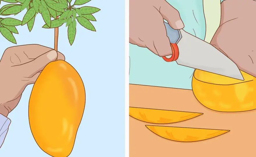 Cuánto crece un mango y cuánto espacio necesita