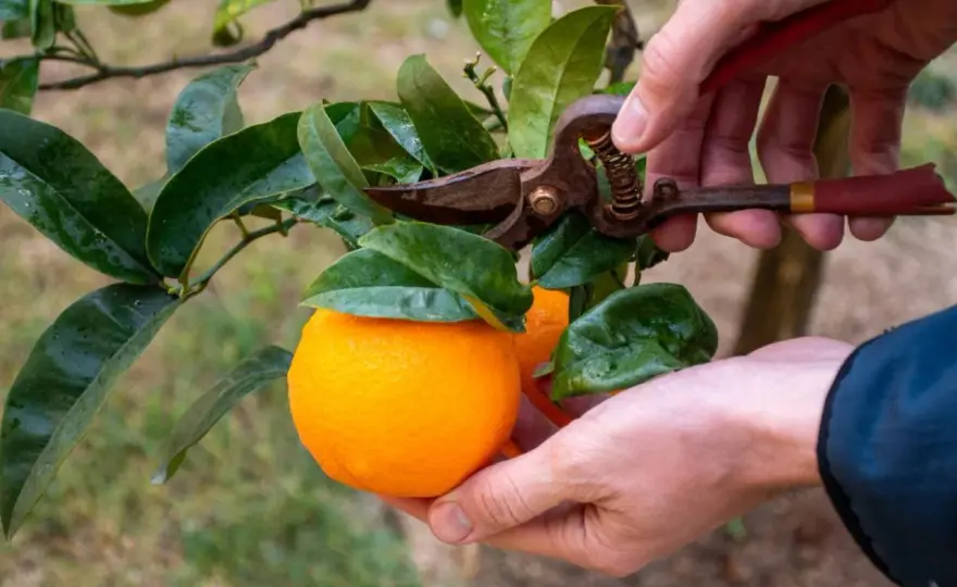 Cómo podar un naranjo sin debilitarlo de más