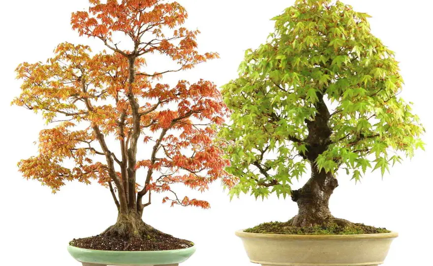 Arce japonés en jardín y maceta, cuidados que sí funcionan