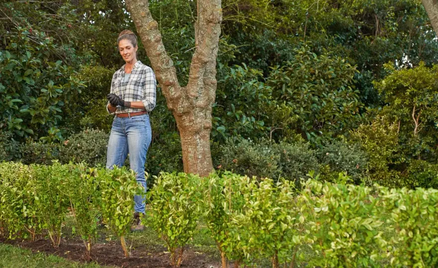 Cómo plantar setos por esquejes y acertar con las especies