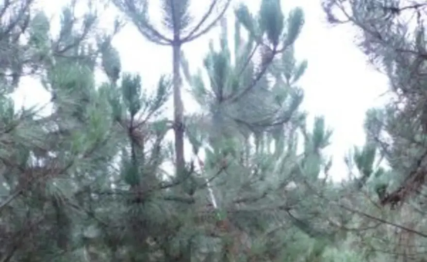 Acículas de pino - cómo usarlas en el jardín con criterio