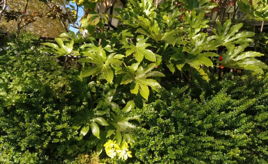 Fatsia japonica - cómo acertar con su ubicación en el jardín
