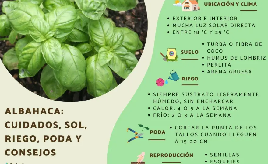 Cómo cuidar la albahaca para que crezca compacta y aromática