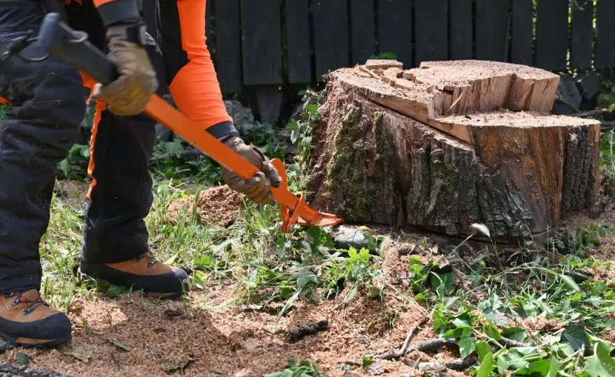 Cómo quitar un tocón de árbol - métodos, costes y palmeras