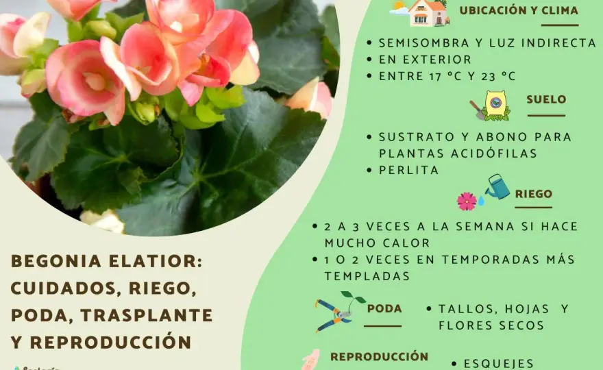 Begonias de interior - cómo cuidarlas sin errores