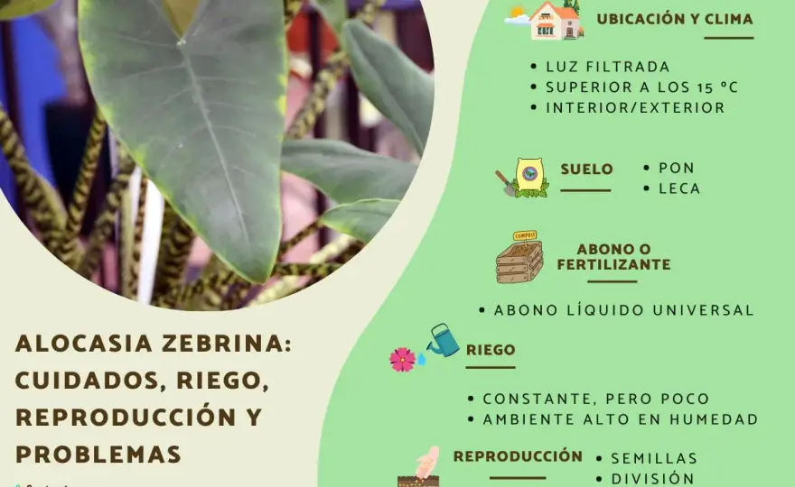 Alocasia cuidados - luz, riego y humedad sin errores