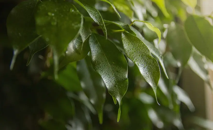 Ficus benjamina enfermo - cómo leer fotos y detectar la causa