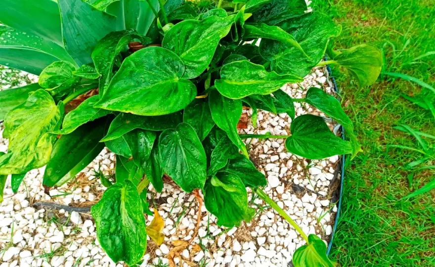 Alocasia cucullata, cómo cuidarla en casa sin errores