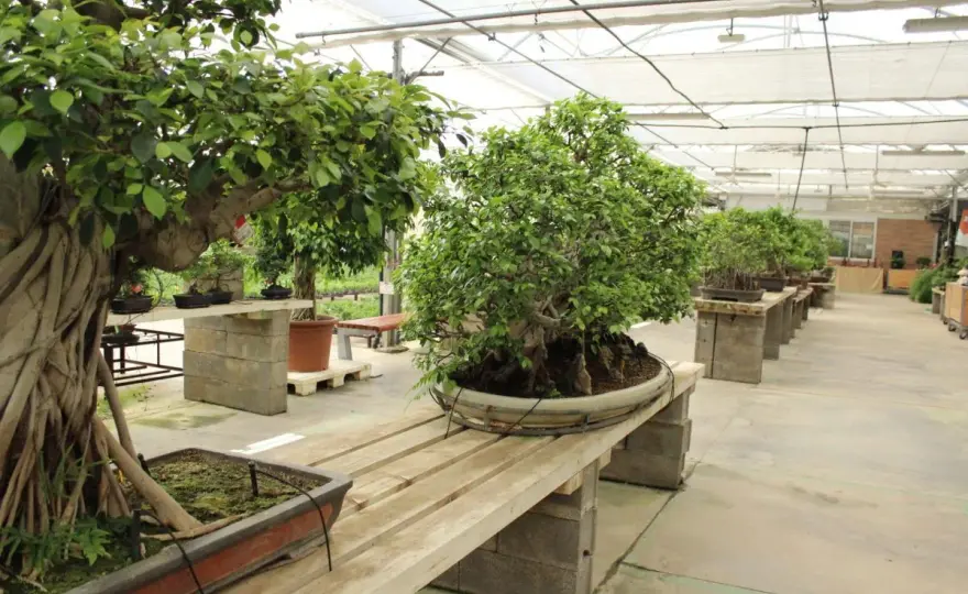 Ficus microcarpa en exterior - cuidados, riego y poda