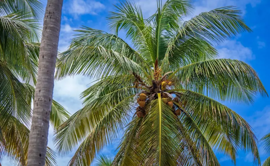 Cocotera - cuándo merece la pena plantarla en un jardín mediterráneo