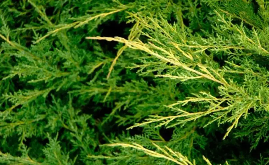 Tipos de enebro para acertar en el jardín mediterráneo