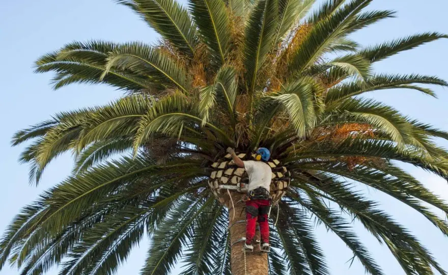 Cortar el tronco de una palmera sin ponerla en riesgo