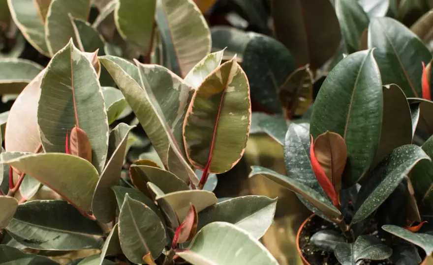 Guía de cuidados del ficus elastica para tenerlo sano en casa
