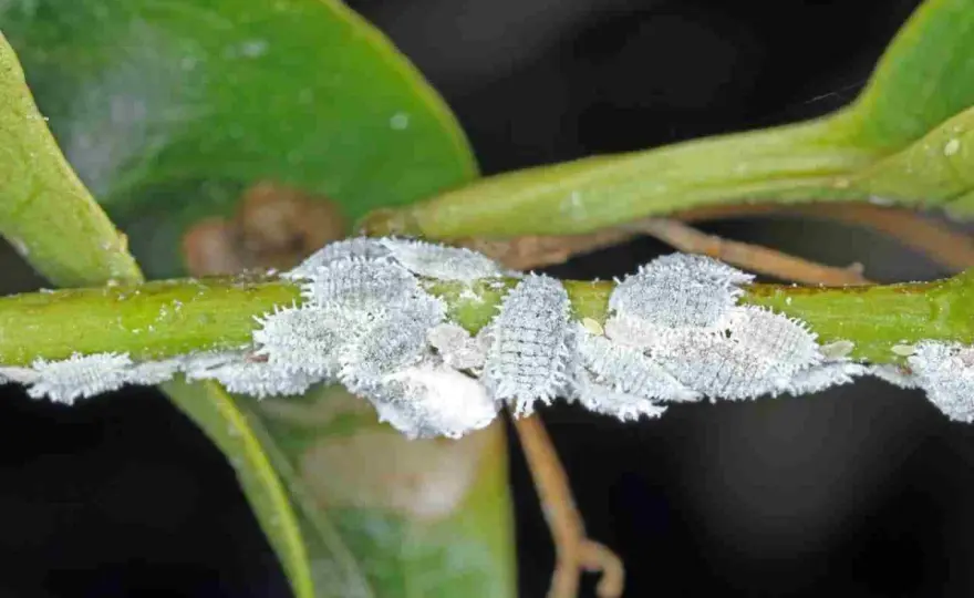 Cochinillas en plantas - cómo identificarlas y eliminarlas