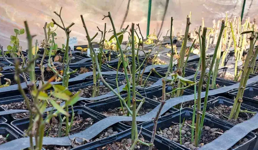 Esquejes de rosal - cuándo hacerlos y cómo acertar