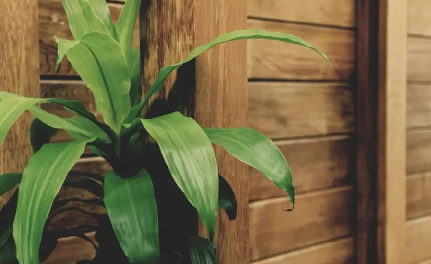 Drácena massangeana cuidados para una planta sana en casa