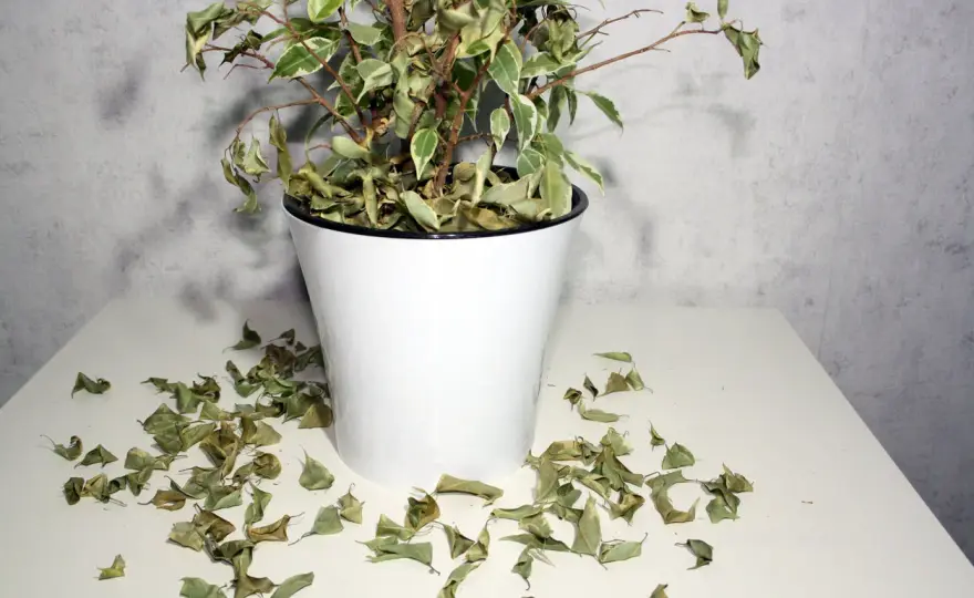 Ficus con hojas amarillas - qué hacer para recuperarlo