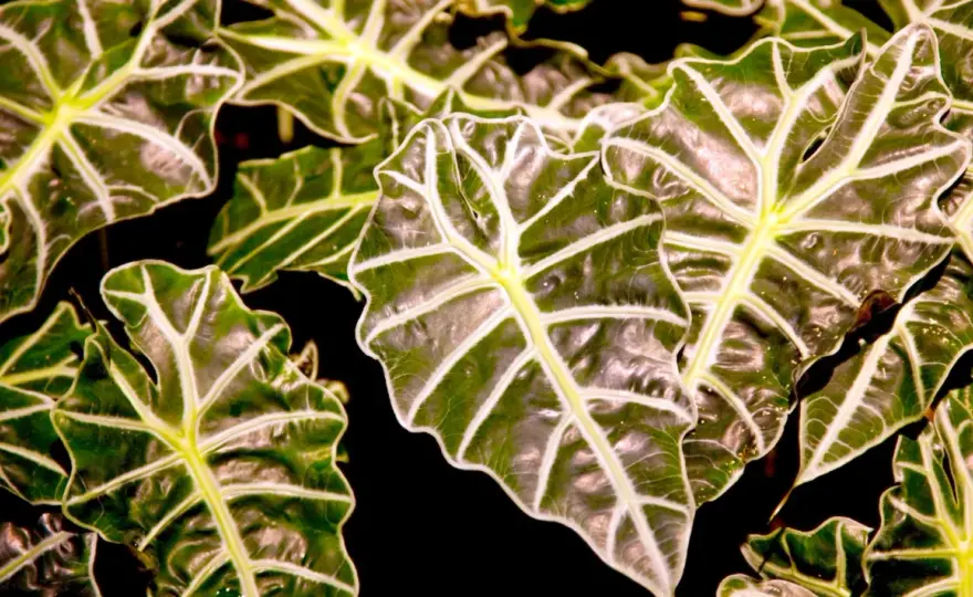 Cuidados de la alocasia zebrina - guía práctica para interior