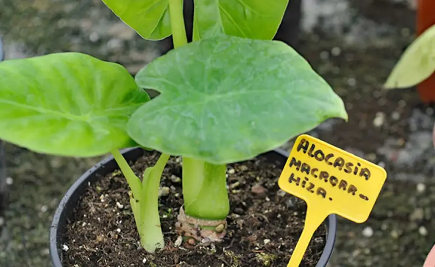 Planta marquesa venenosa - cuidados y riesgos en exterior