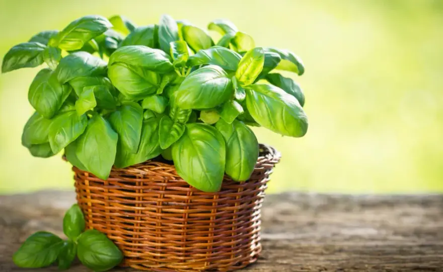Tipos de albahaca que sí valen la pena en tu huerto