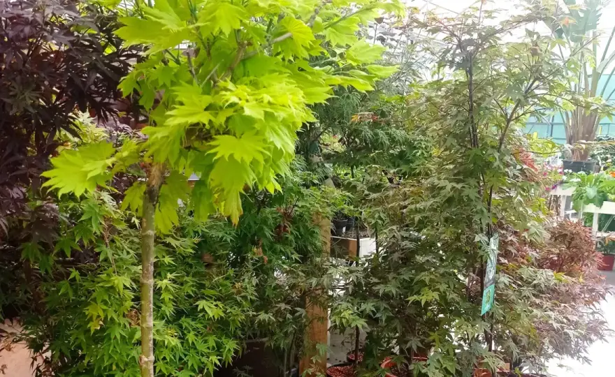 Arce japonés en maceta, cuidados para que no sufra el calor