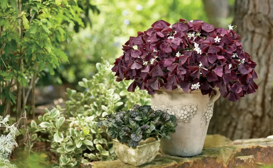 Oxalis triangularis en exterior - luz, riego y reposo