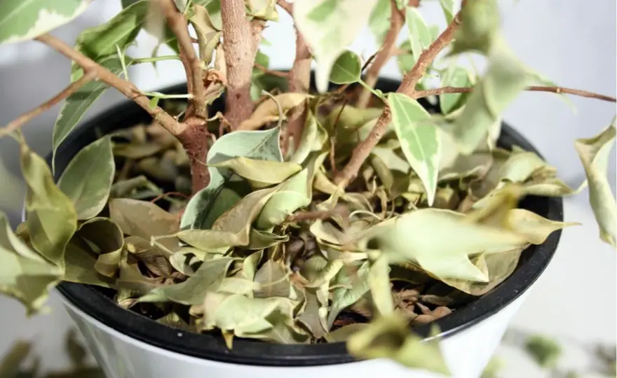 Por qué se caen las hojas de las plantas de interior y qué hacer