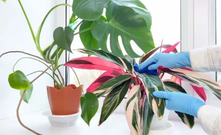 Calathea Triostar - cuidados para conservar su color