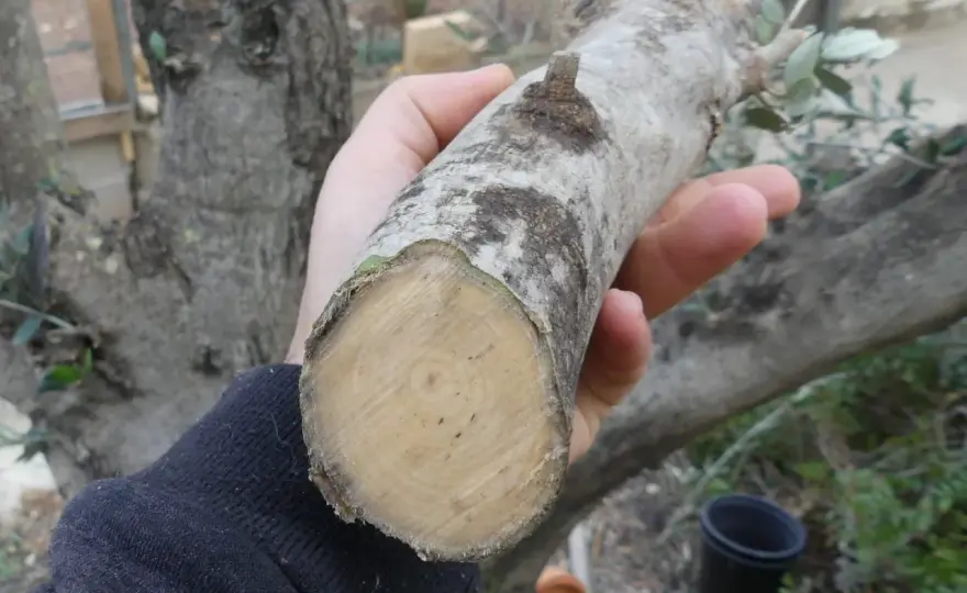Esquejes de olivo en agua - guía realista para probarlos bien